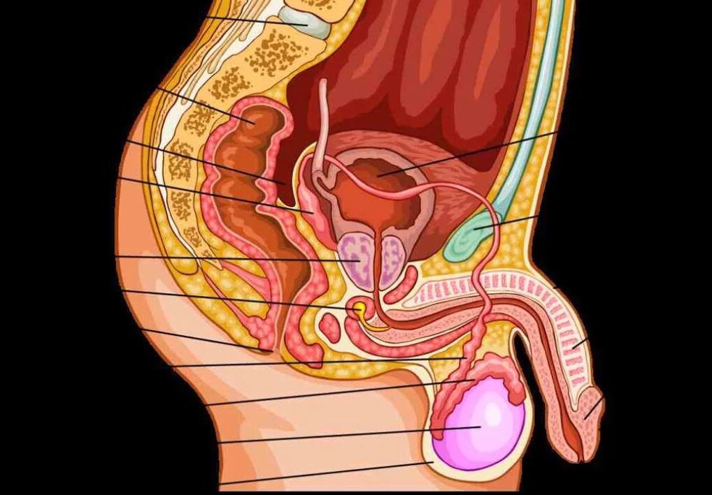 anatomia do pênis masculino